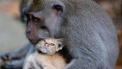 شکار یک بچه میمونِ روی درخت توسط عقاب + فیلم