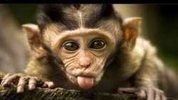 شکار یک بچه میمونِ روی درخت توسط عقاب + فیلم