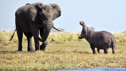 جانوری که بیشترین حیوانات وحشی را در آفریقا کشته است + فیلم