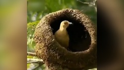 لحظه پرش دو سفره ماهی + فیلم