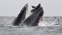 شکار شیر دریایی توسط نهنگ قاتل + فیلم
