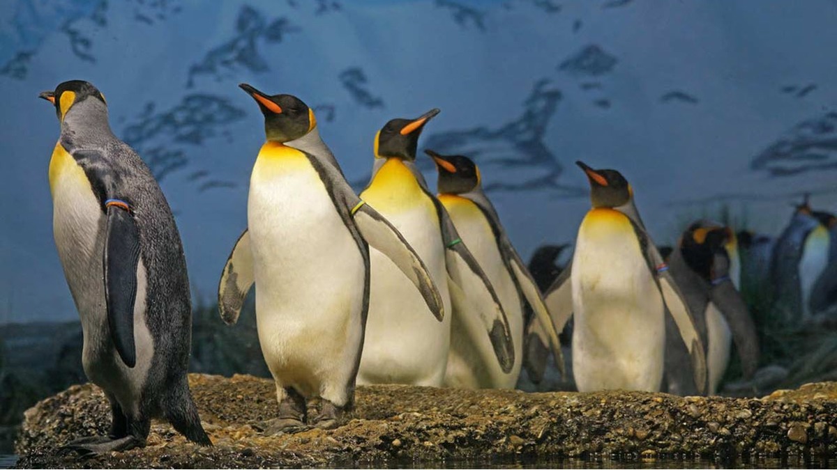 قدم زدن عاشقانه دو پنگوئن در ساحل + فیلم