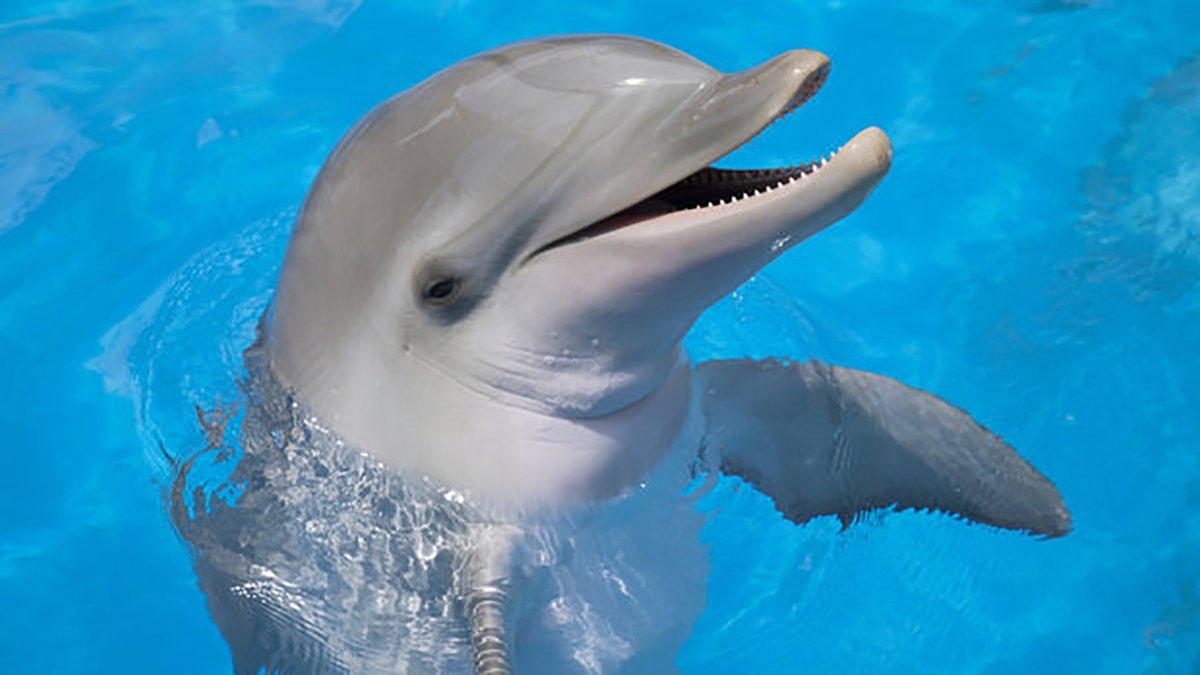 موج سواری دلفین ها با انسان + فیلم