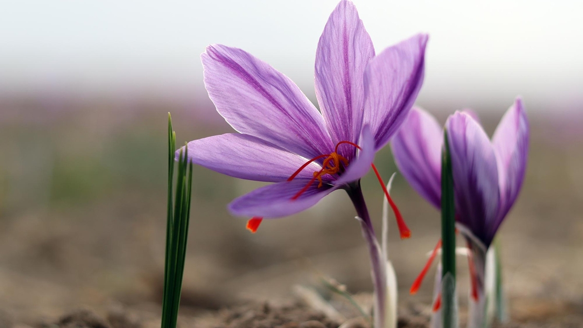 جاده‌ای صعب العبور اما زیبا در دل افغانستان + فیلم