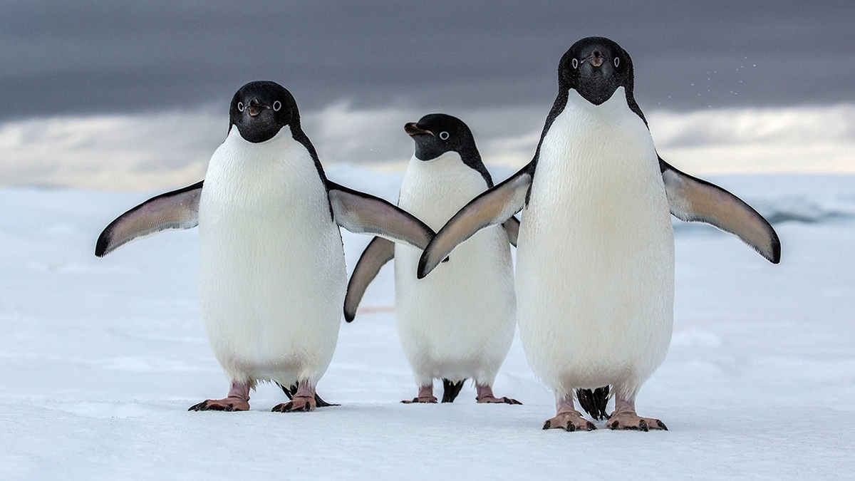 قدم زدن عاشقانه دو پنگوئن در ساحل + فیلم