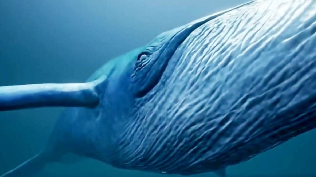 فیلمی از ماهی عجیب خلیج فارس