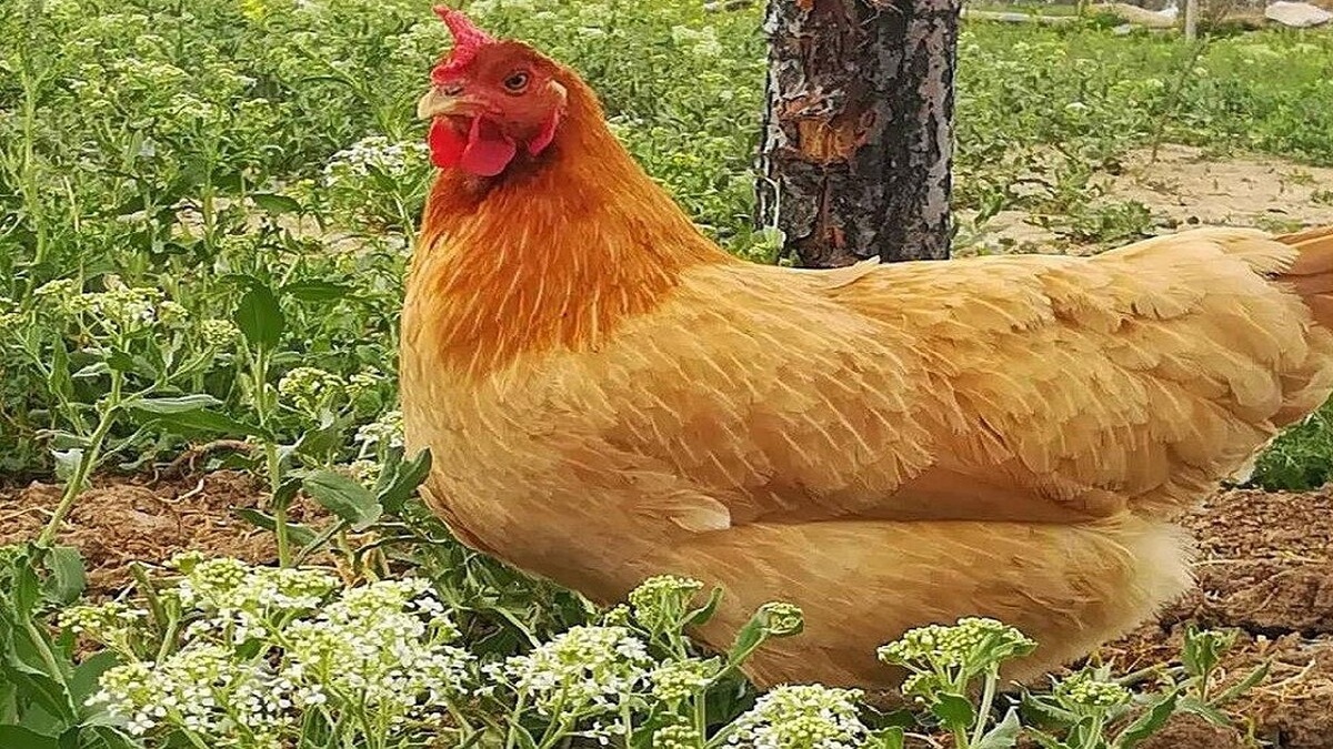 برجی که شما را در میان زمین و آسمان معلق می‌کند + فیلم