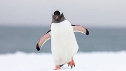 پناه بردن یک پنگوئن به گردشگران از دست نهنگ قاتل + فیلم