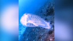 کشف یک ماهی با سری شفاف در عمق دریا + فیلم
