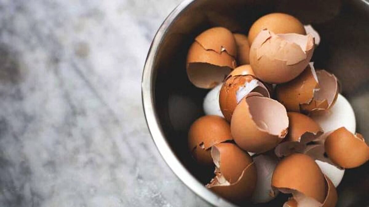 آزمایش سالم بودن تخم مرغ + فیلم