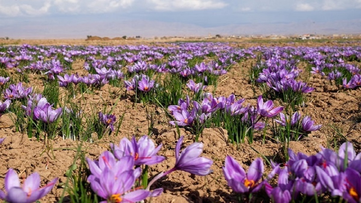 اسپانیا در آتش + فیلم