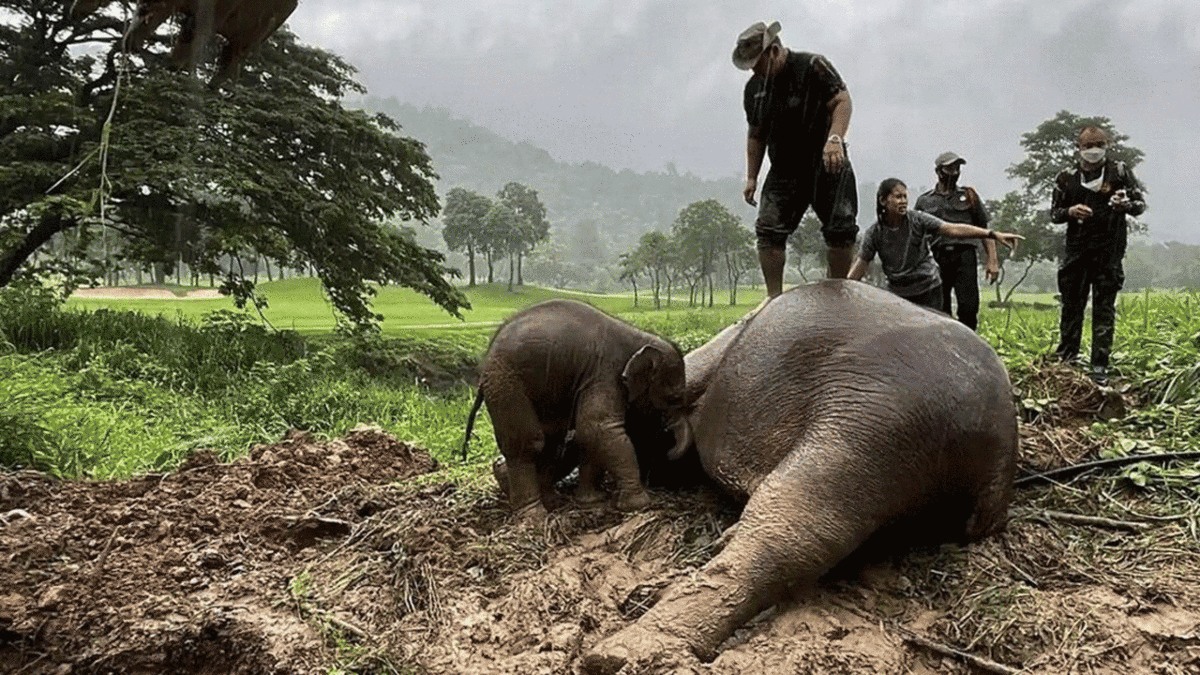 کشته شدن کروکودیل توسط فیل + فیلم