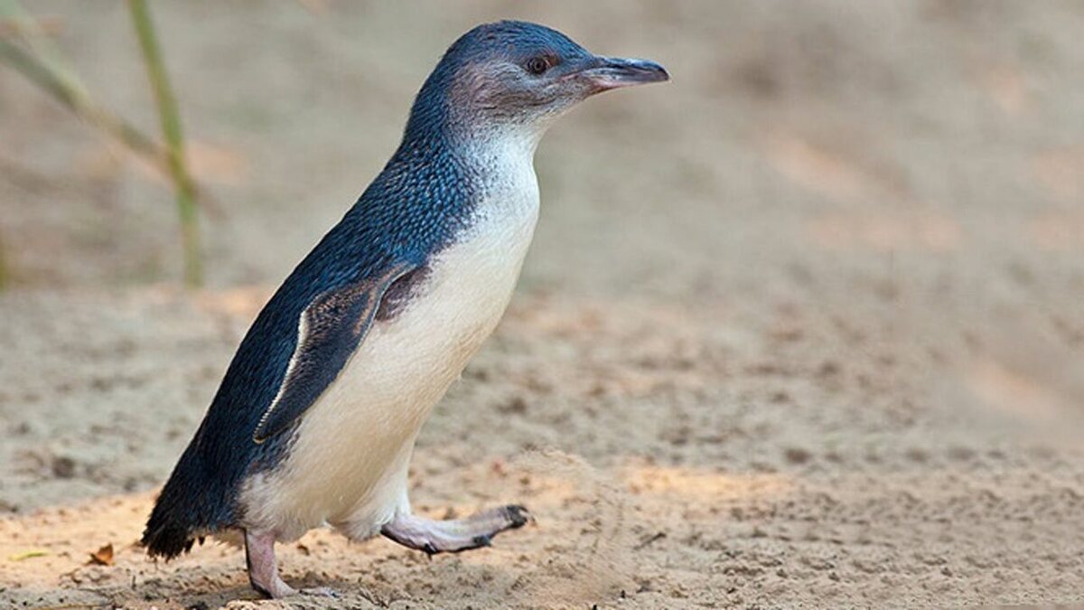 پناه بردن یک پنگوئن به گردشگران از دست نهنگ قاتل + فیلم