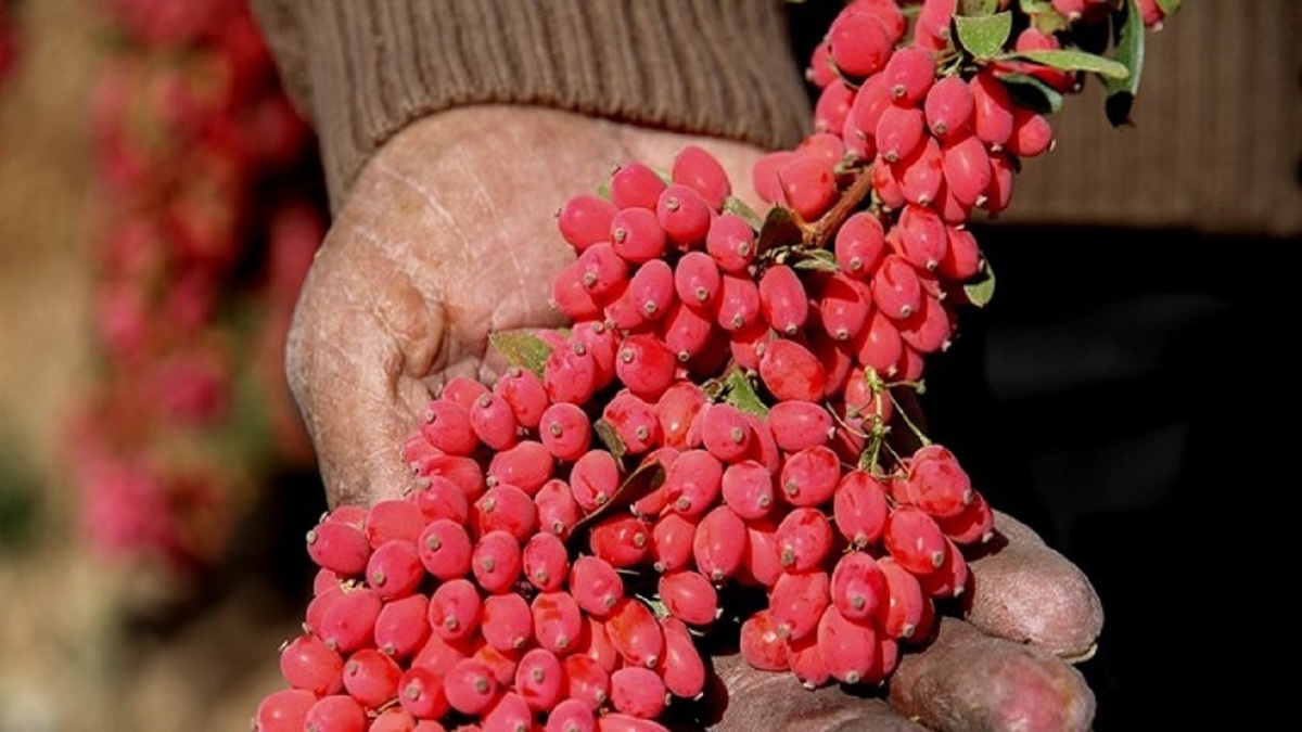 پاییز روستای «ارتش آباد»