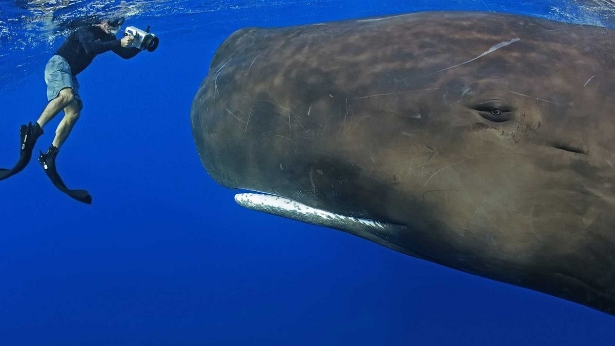 مشاهده نهنگ‌ها از روی کشتی + فیلم