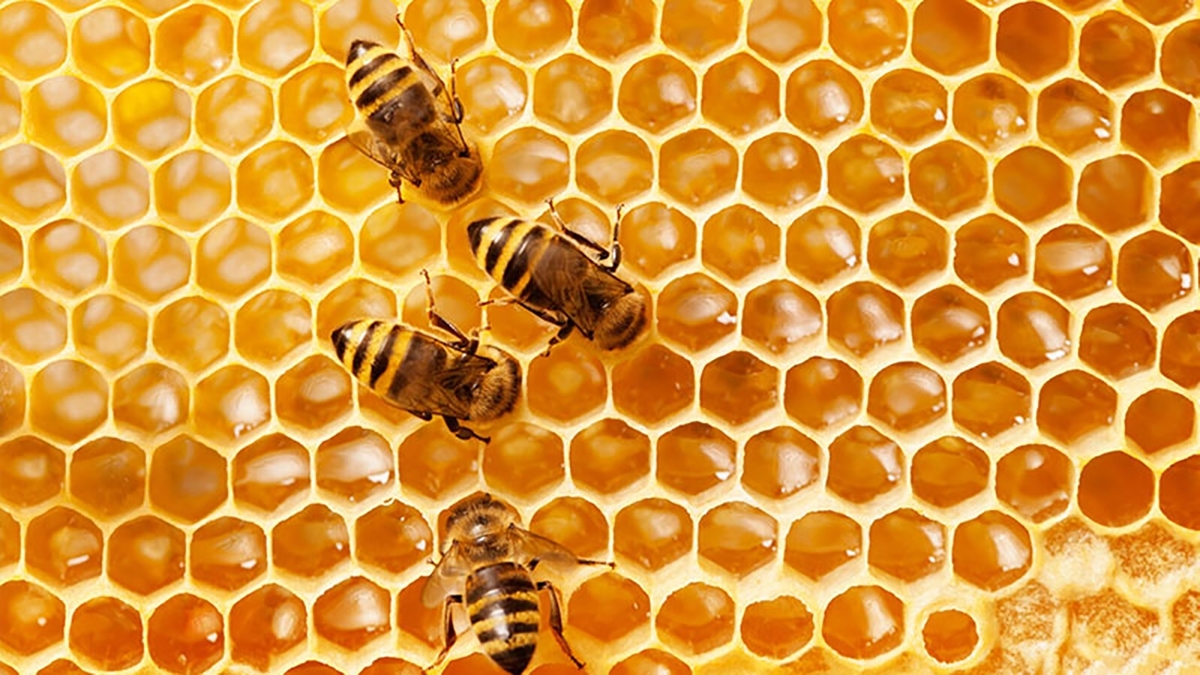 تاثیر کود شیمیایی بر رفتار زنبورها + فیلم