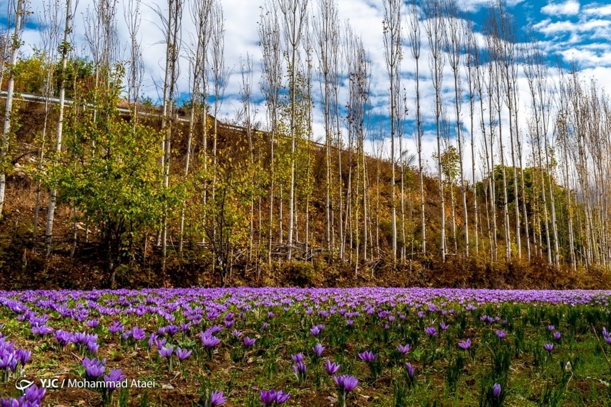 برداشت مرکبات در آستانه شب یلدا _ گلستان