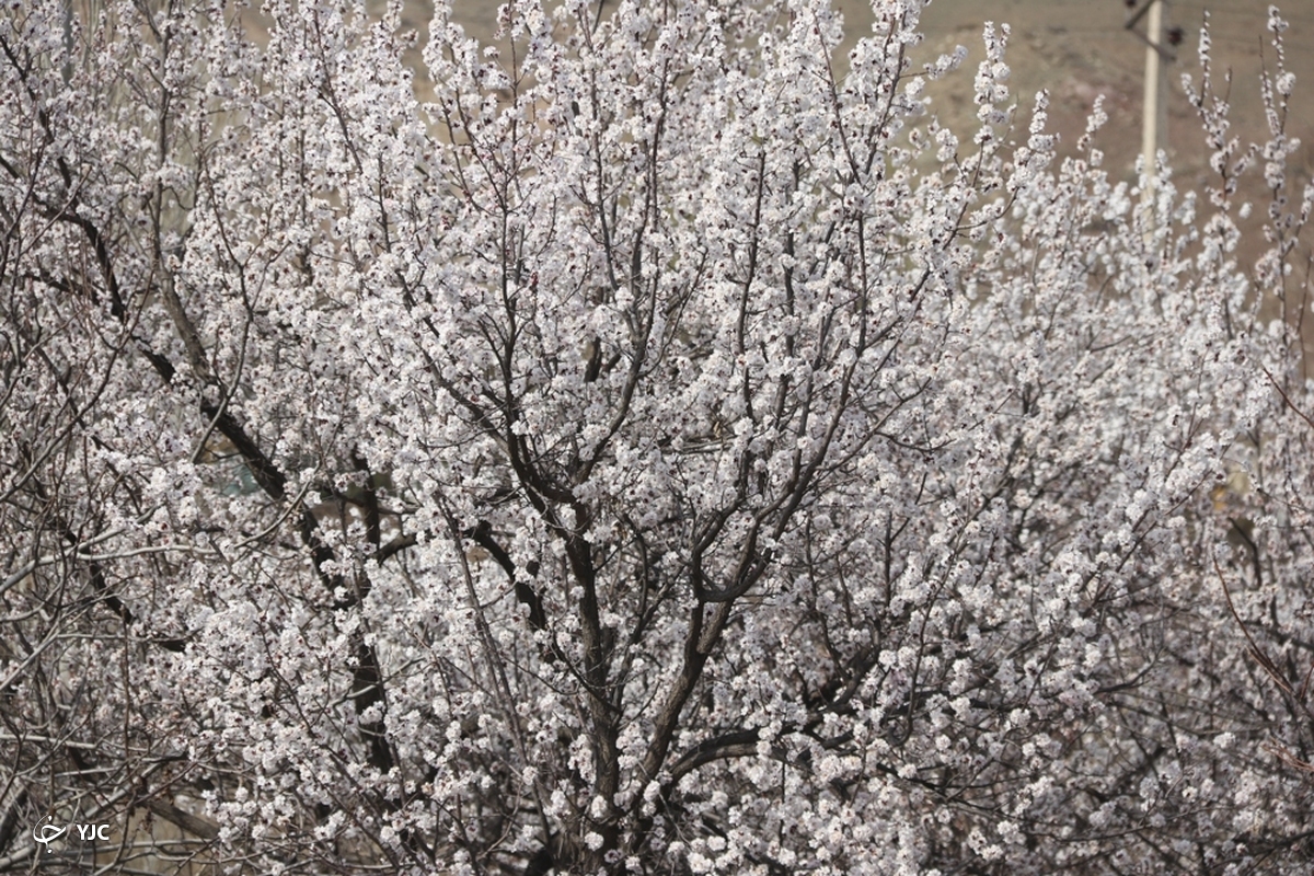 شکوفه های بهاری در رشت