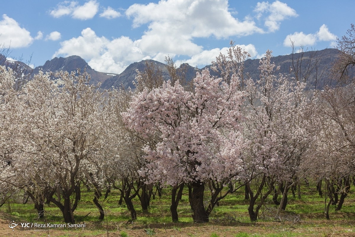 شکوفه های بهاری در رشت