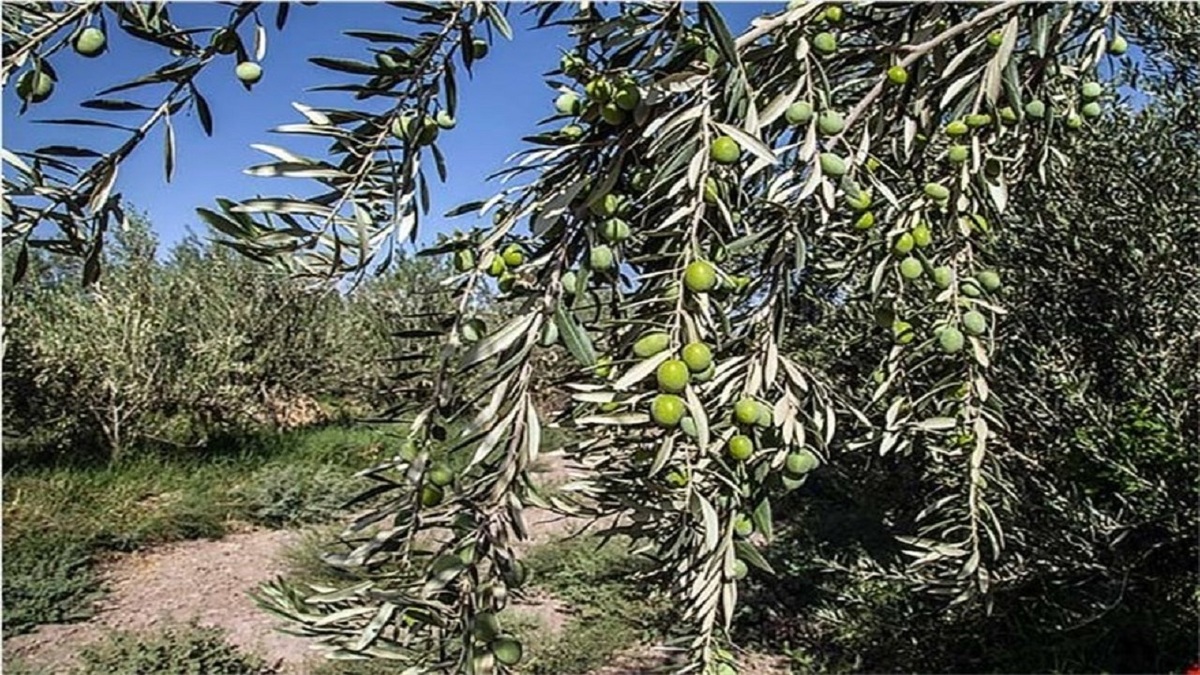 خشکسالی بهاری در مازندران