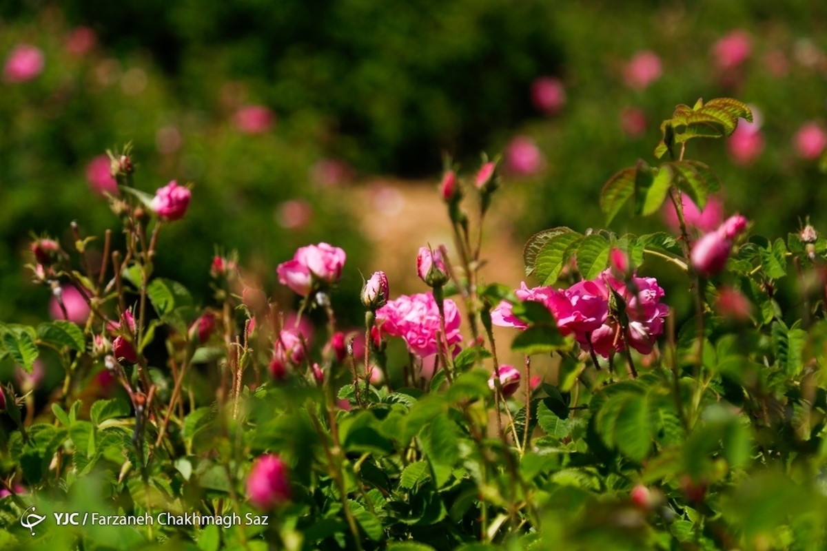 شادپیمایی گل محمدی و گلاب گیری در دودانگه ساری