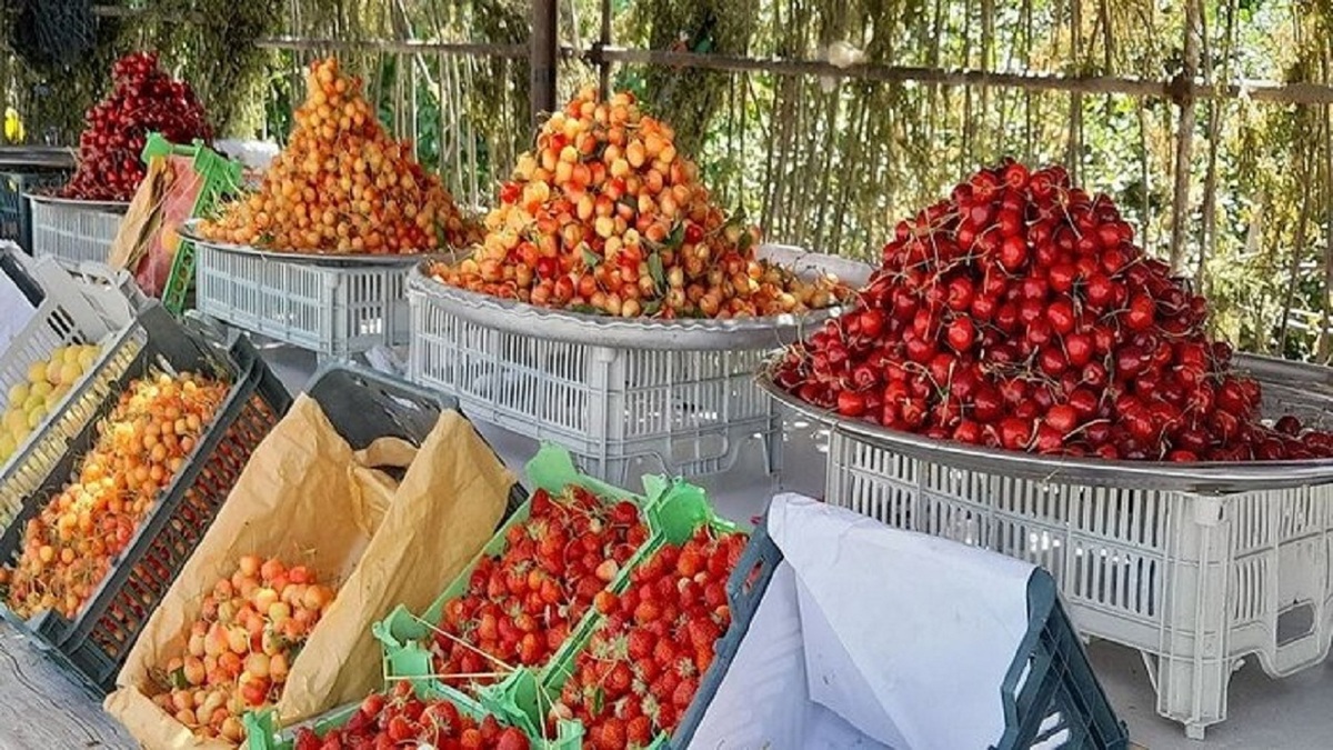 شهر شطرنجی ایران را بهتر بشناسید + فیلم