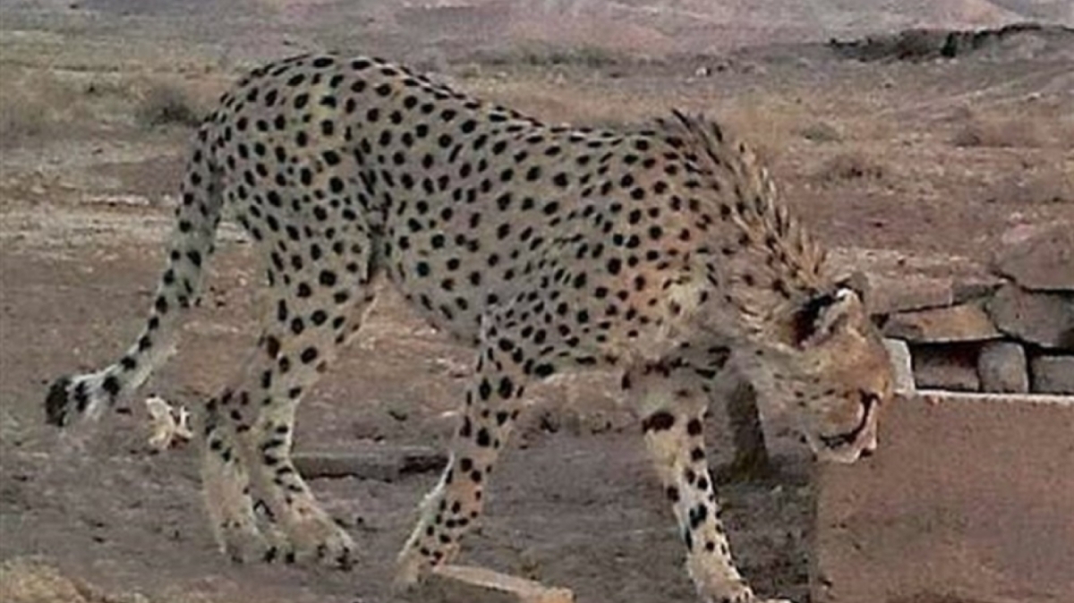 نجات سنجابی که از گرما بی‌جان وسط جاده افتاده بود + فیلم