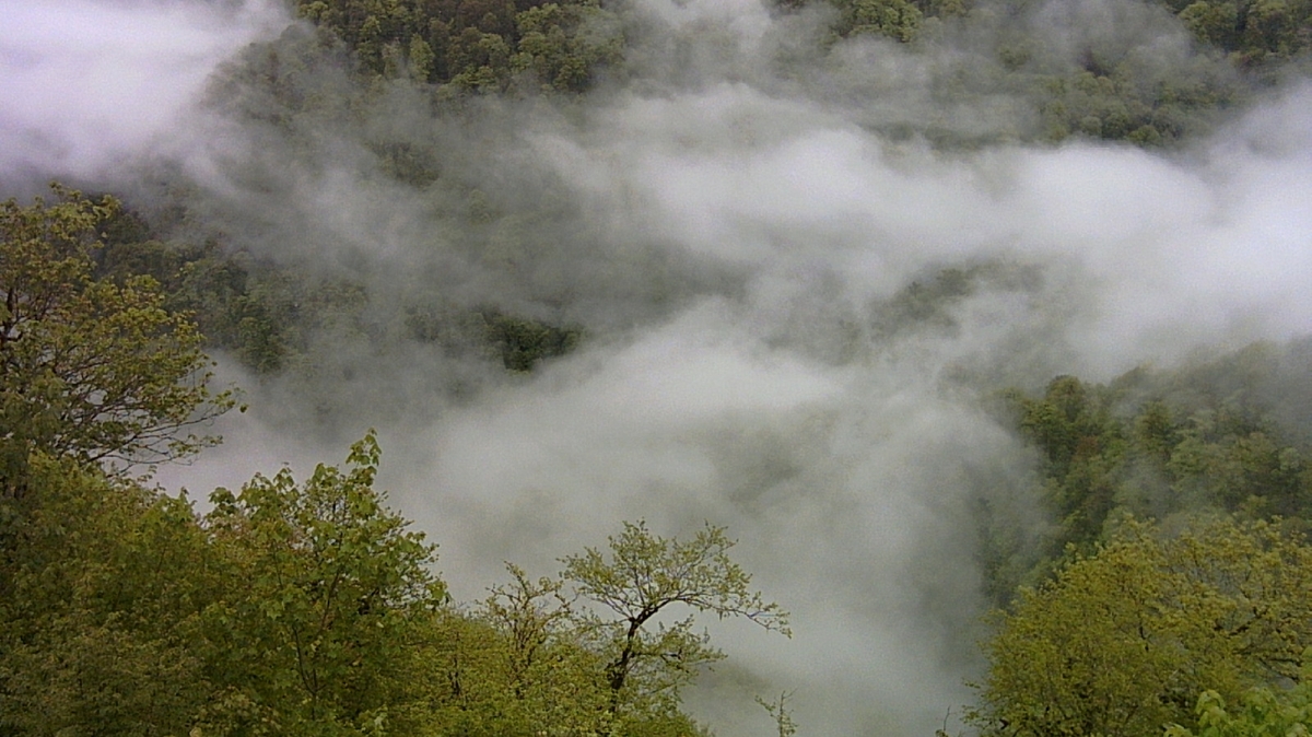 گله بز‌های کوهی در ارتفاعات جنگل‌های هیرکانی + فیلم