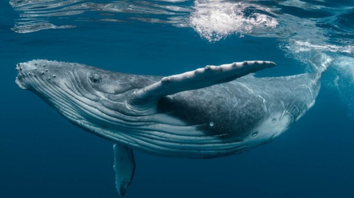 ویدئویی از یک رفتار نادر در نهنگ قاتل