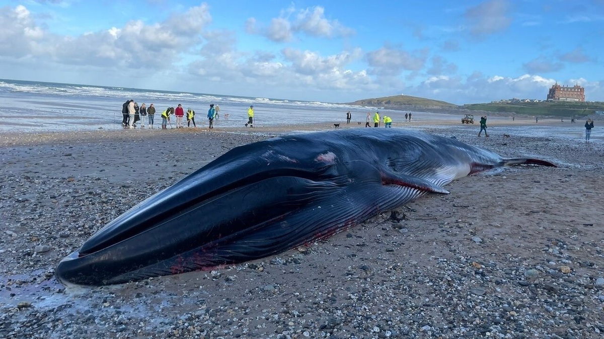 ویدئویی از یک رفتار نادر در نهنگ قاتل
