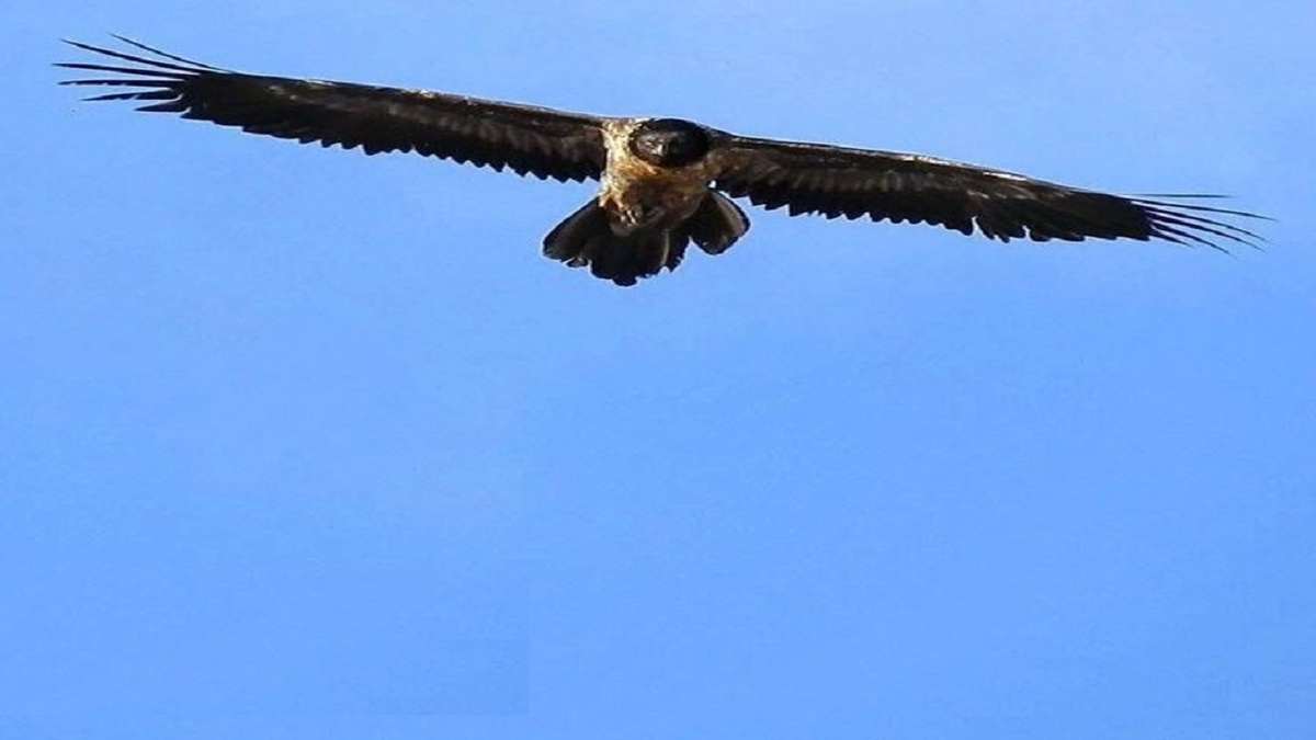 مشاهده پرنده کمیاب «هُمای سعادت» در پارک ملی گلستان + فیلم