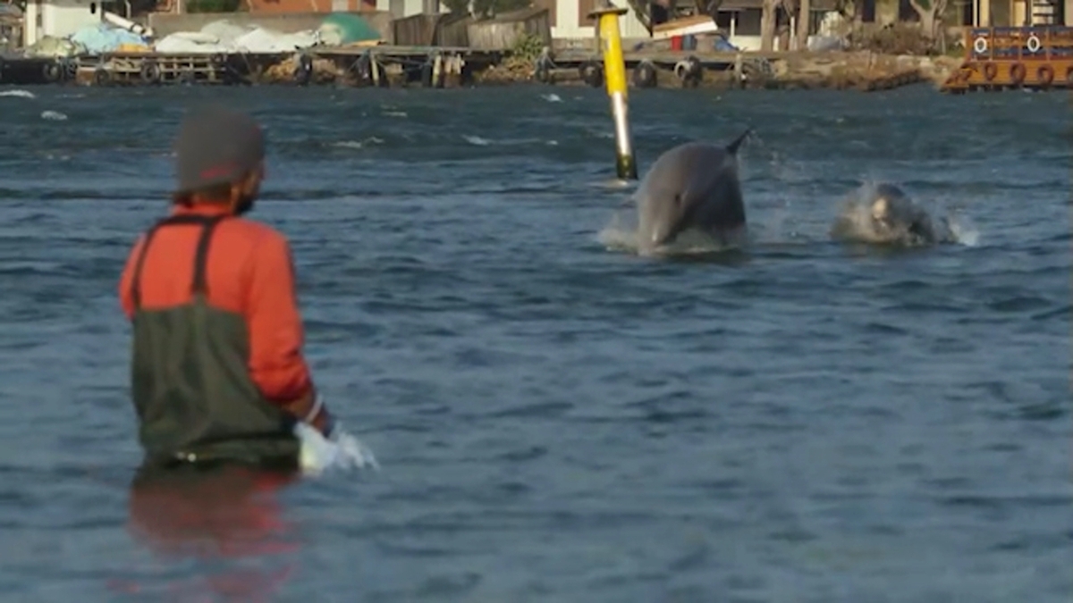 دلفین در هنگام هنرنمایی در استخر به بیرون پرید+ فیلم
