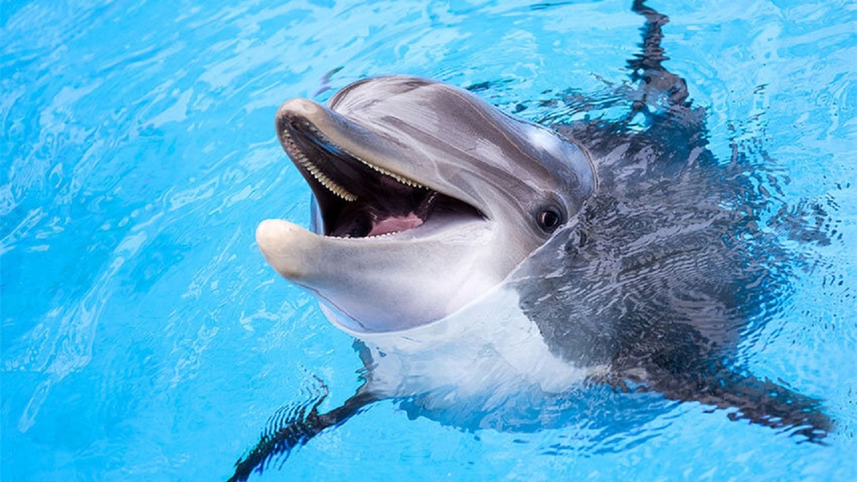 عملیات نجات ده‌ها دلفین پهلوسفید سرگردان + فیلم