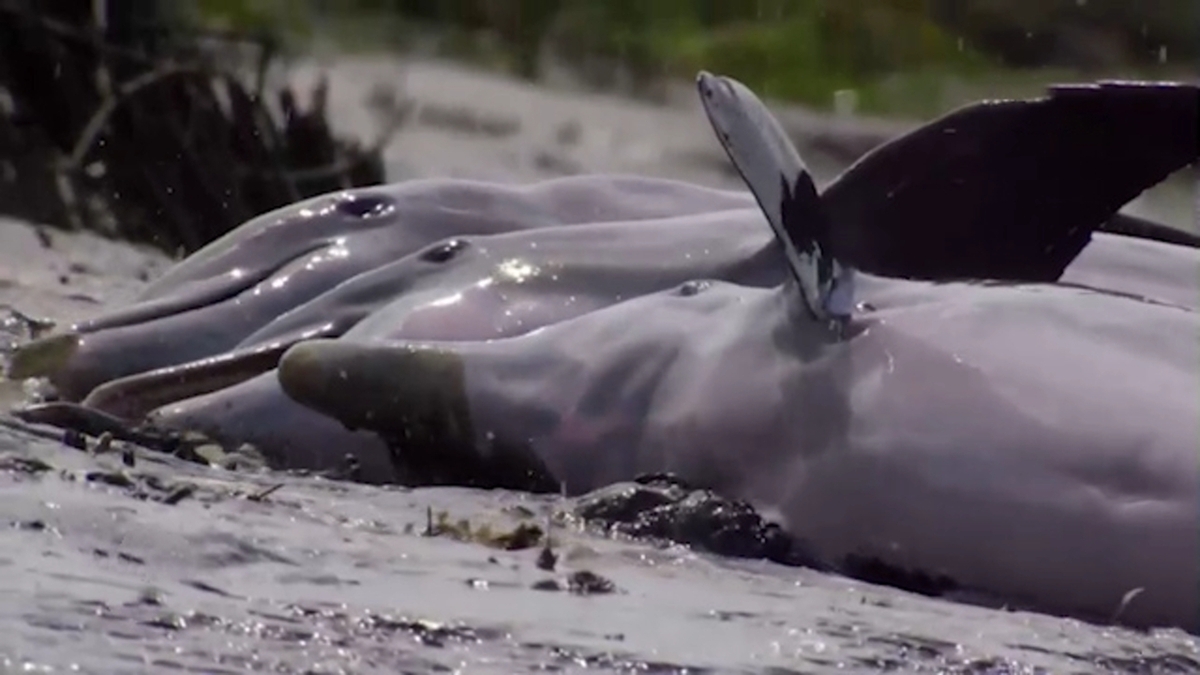 عملیات نجات ده‌ها دلفین پهلوسفید سرگردان + فیلم