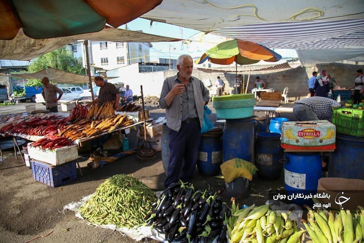 برداشت زیتون در رودبار گیلان