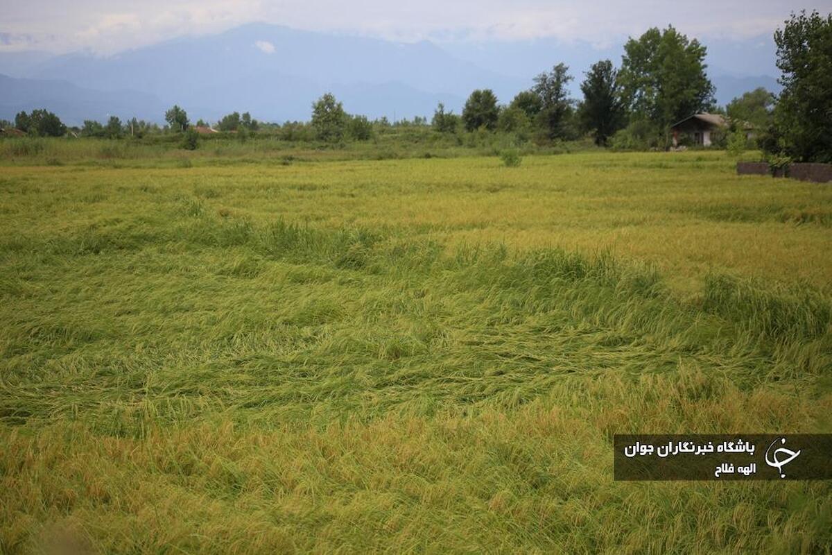 برداشت پسته طلای سبز در کرمان