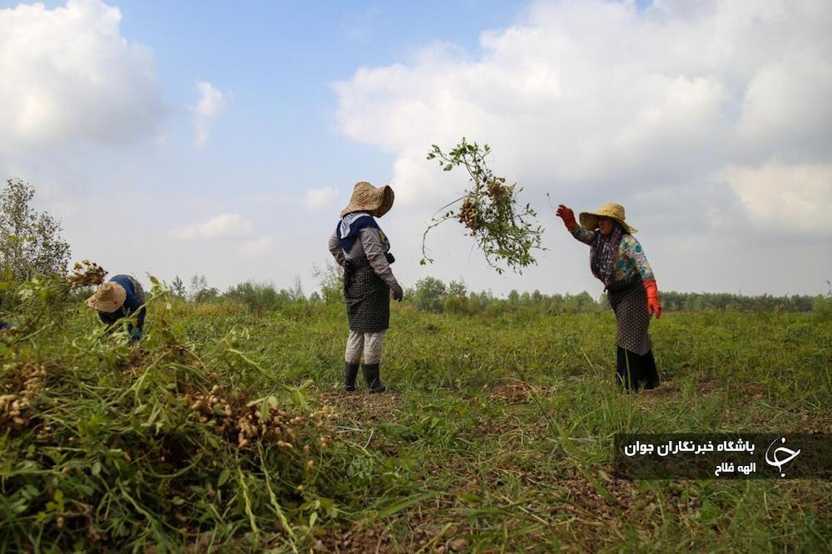 برداشت پسته طلای سبز در کرمان