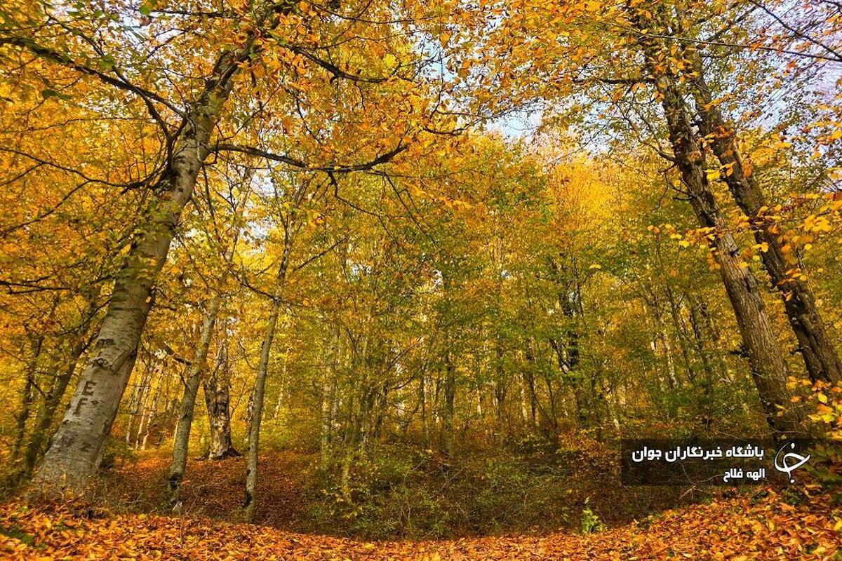 پاییز پارک جمشیدیه تهران